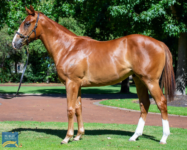BreednetNews's tweet card. Racing made a welcome return to Belmont Park yesterday and the first winner to salute on the freshly renovated track was a two year-old that started a red hot favourite and could not have been more...