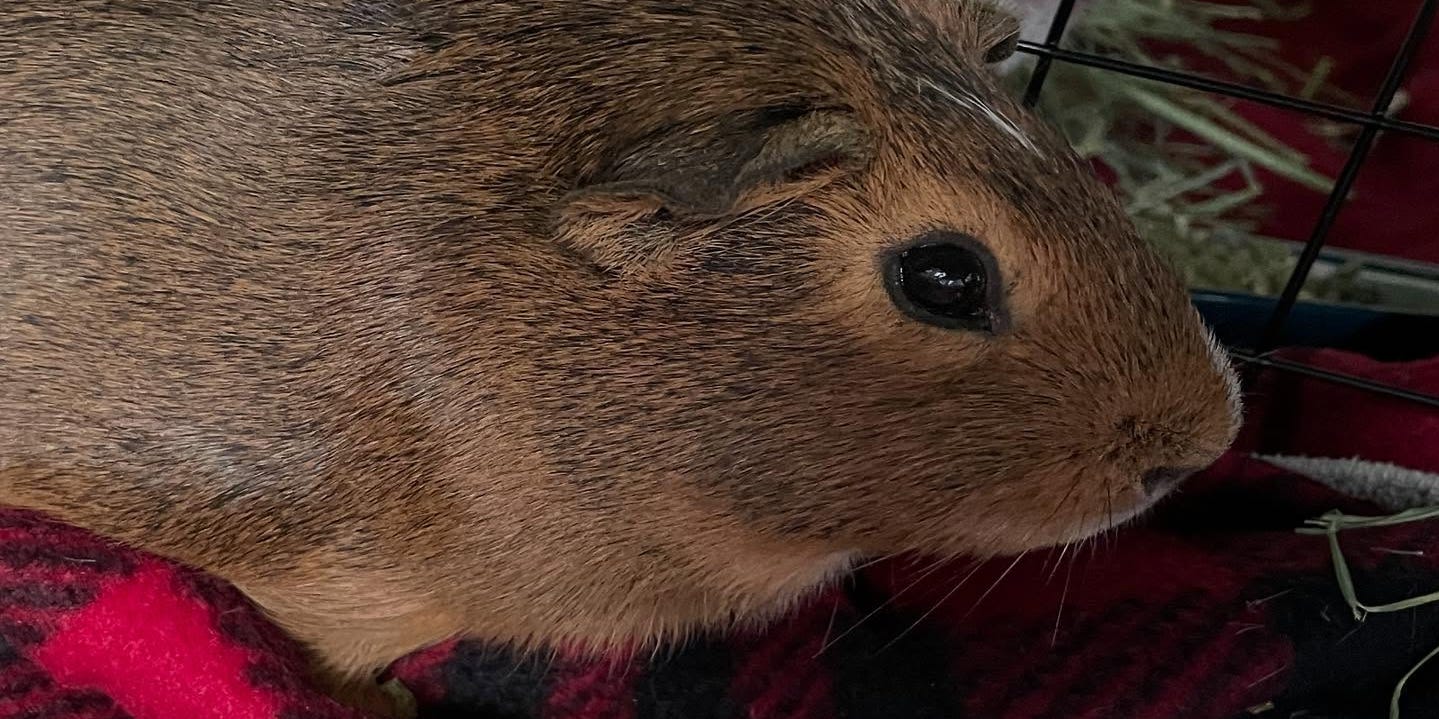 theoakridger's tweet card. A Southern California nonprofit announced that 400 guinea pigs were rescued from a property in Los Angeles after living in deplorable conditions.