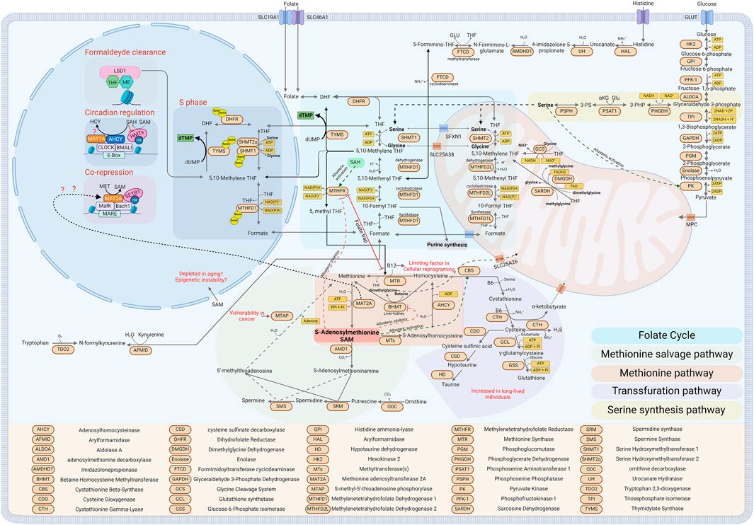 MostoslavskyLab's tweet card. The crosstalk between metabolism and epigenetics is an emerging field that is gaining importance in different areas such as cancer and aging, where changes i...