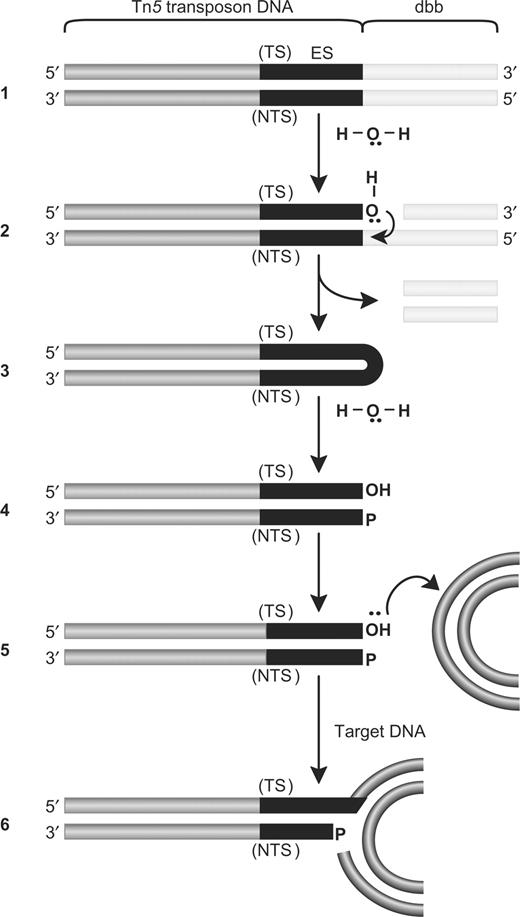 timoast's tweet card. Abstract. Bacterial DNA transposition is an important model system for studying DNA recombination events such as HIV-1 DNA integration and RAG-1-mediated V
