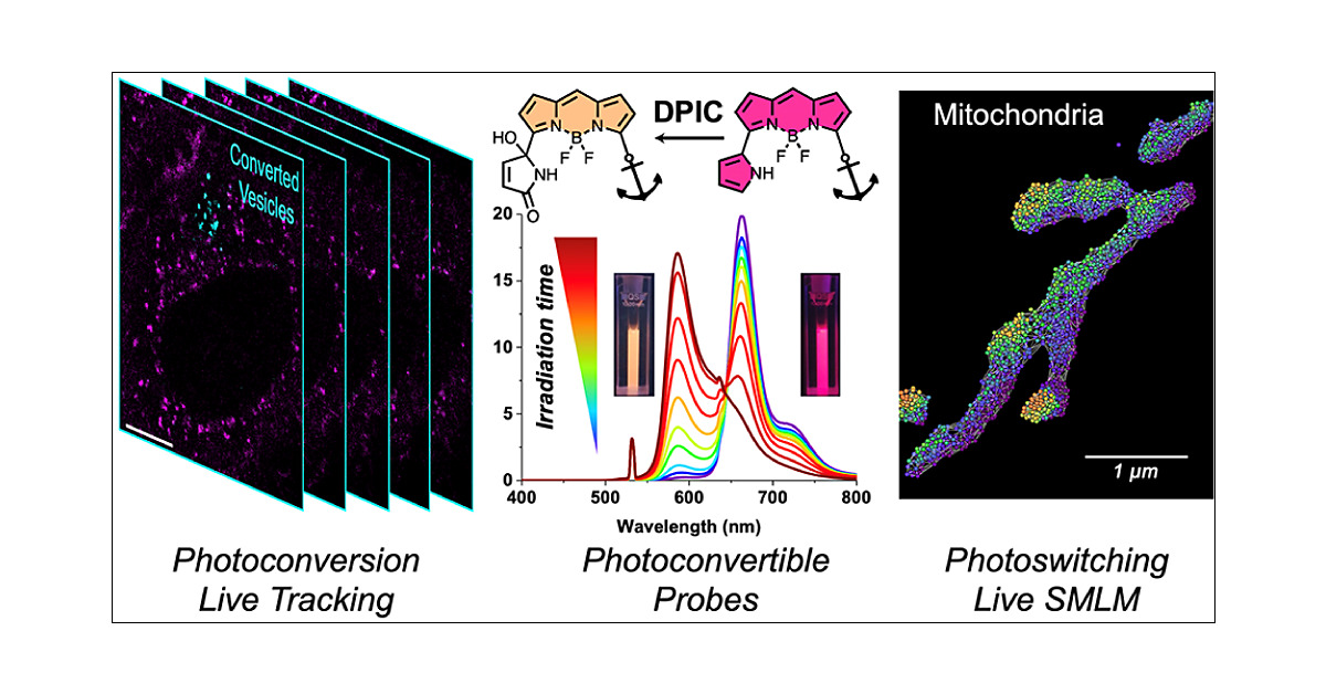 Mayeul_Collot's tweet card. Photomodulable fluorescent probes are drawing increasing attention due to their applications in advanced bioimaging. Whereas photoconvertible probes can be advantageously used in tracking, photoswi...