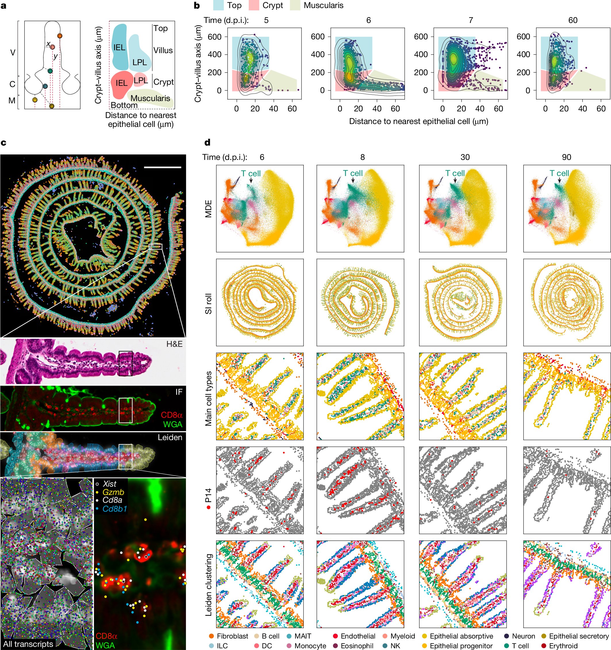MauroCorradoBio's tweet card. Nature - Profiling of the location and transcriptome of tissue-resident memory CD8 T cell formation at single-transcript resolution finds regionalized signalling as the basis of immune diversity in...