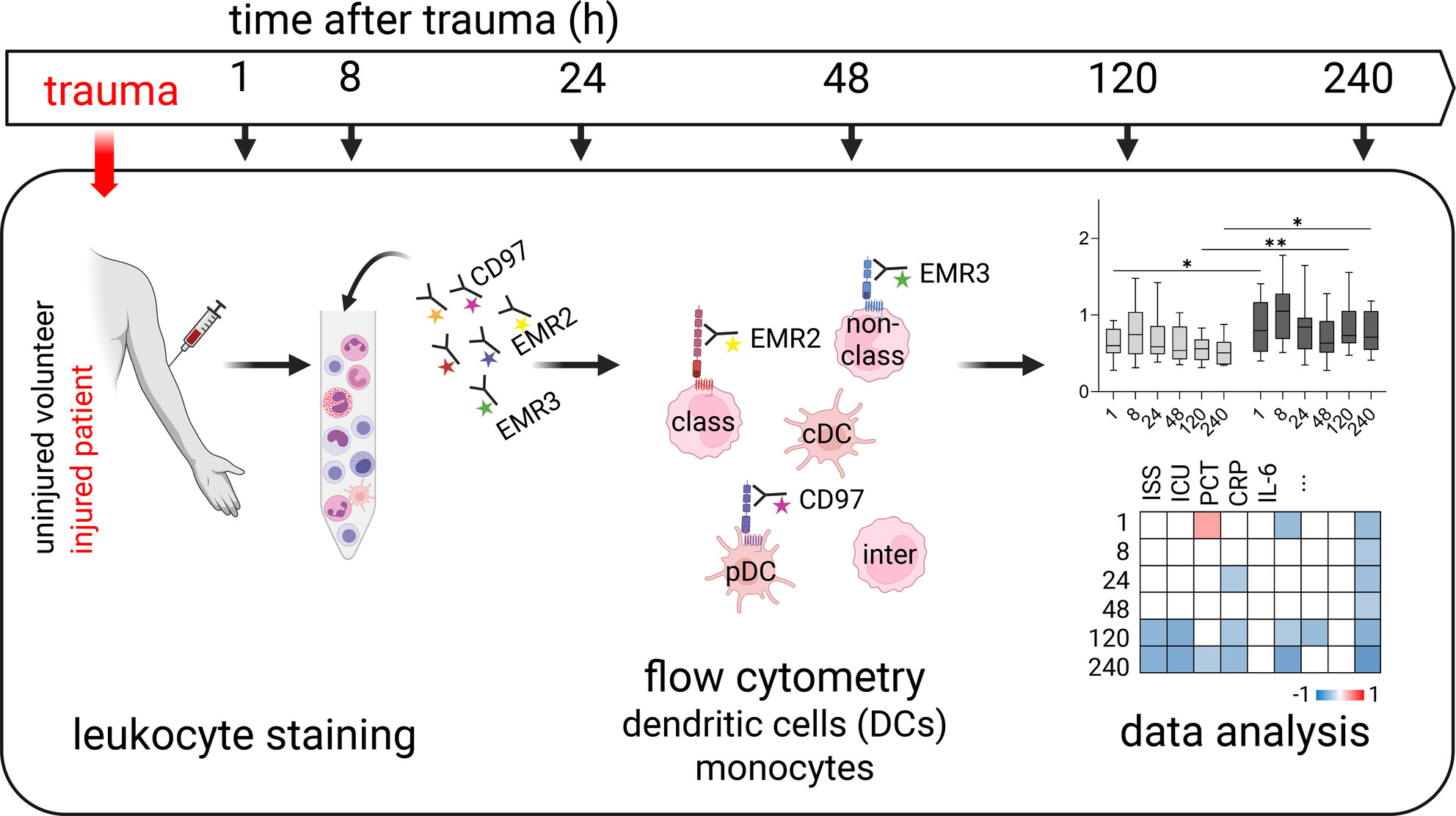 ClinTransImmuno's tweet card. We monitored various dendritic cell (DC) and monocyte subsets in traumatised patients for up to 240 h after injury, and compared them with uninjured volunteers who underwent the same blood sampling...
