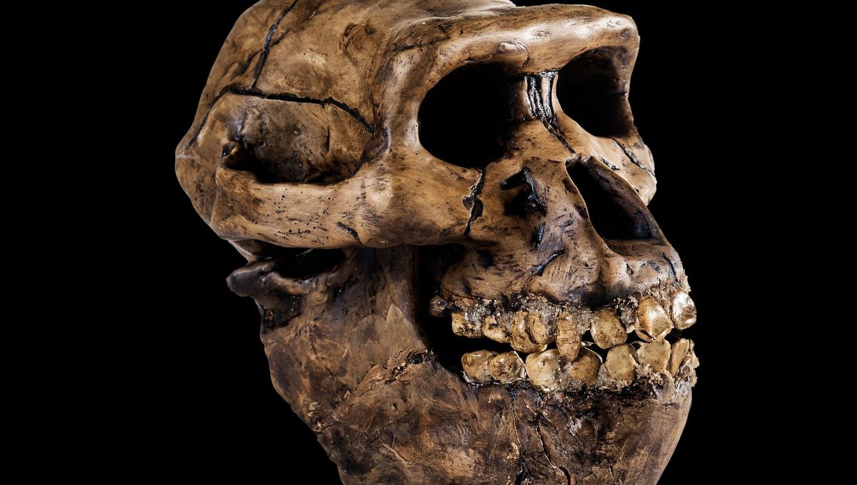 BrainPaleo's tweet card. Comment a évolué le cerveau, depuis Toumai jusqu'à nous, les homo sapiens ? La question n'est pas facile car les cerveaux ne se fossilisent pas et ne se conservent jamais. Le paléoanthropologue...