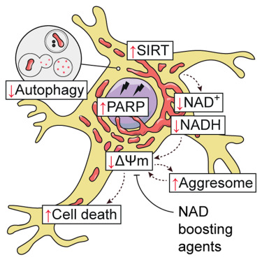 SarkarSovan's tweet card. Sun et al. establish human neurons with loss of autophagy where depletion of nicotinamide adenine dinucleotide (NAD) mediates cytotoxicity. Boosting NAD levels improves the viability of autophagy-d...