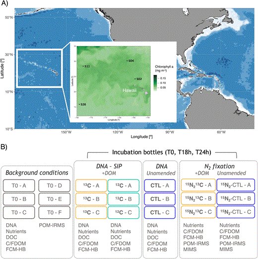 Mar__Benavides's tweet card. Abstract. Dinitrogen (N₂) fixation by diazotrophs supports ocean productivity. Diazotrophs include photoautotrophic cyanobacteria, non-cyanobacterial diazo