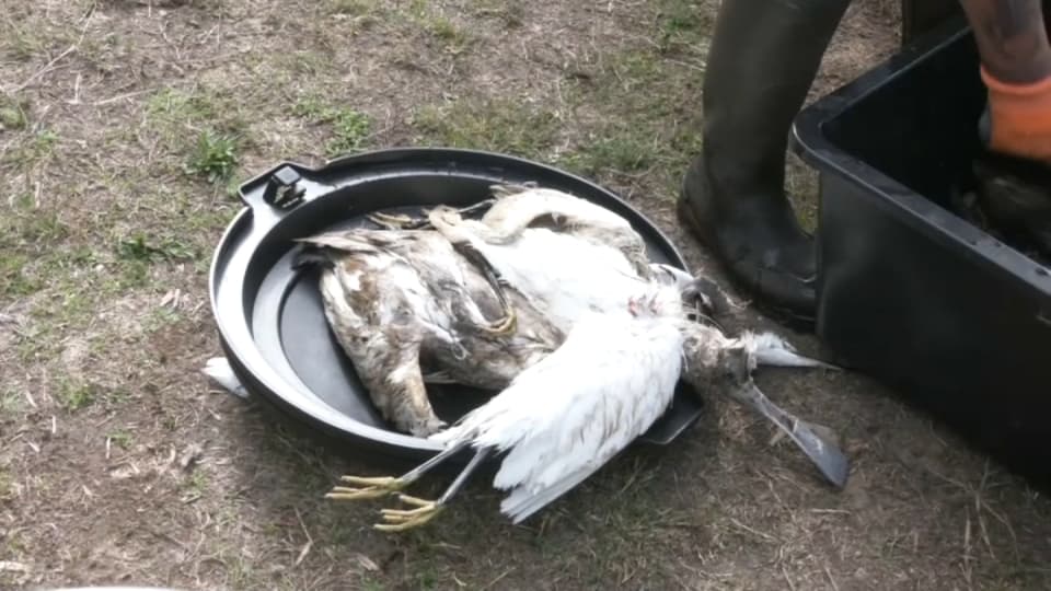 BouletFrbt's tweet card. Dans la Loire-Atlantique plusieurs oiseaux sont touchés par une épidémie de botulisme aviaire qui frappe plusieurs zones de la région.