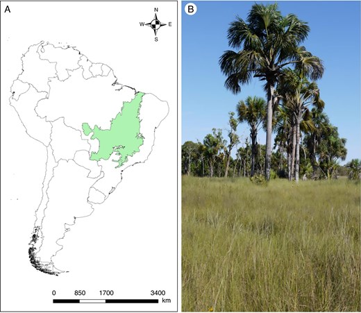annbot's tweet card. AbstractBackground and Aims. The climate crisis is reshaping ecosystems globally, with wetlands, including veredas in the Brazilian Cerrado, among the most