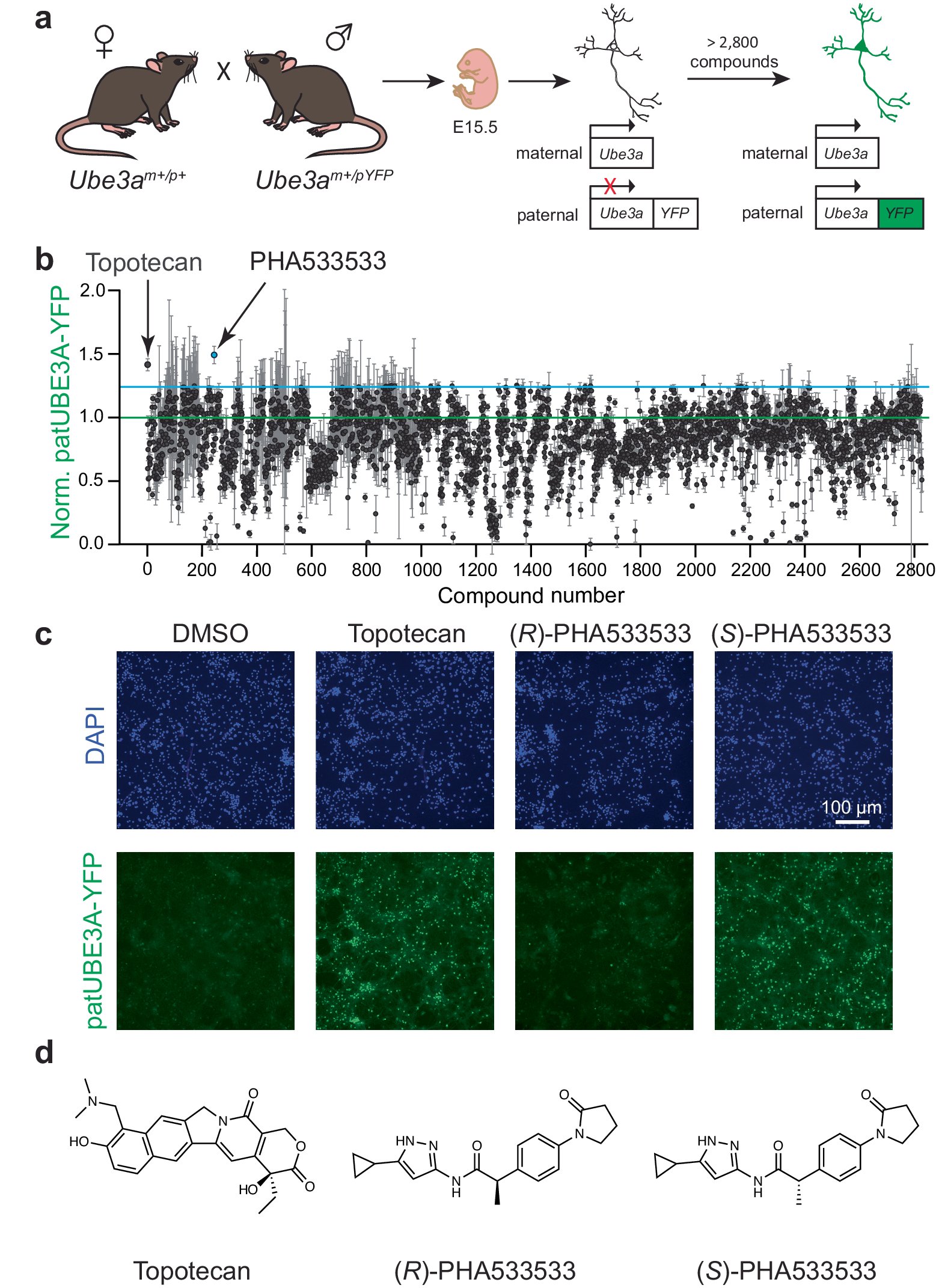 PhilpotLab's tweet card. Nature Communications - Angelman syndrome is a neurodevelopmental disorder caused by the deletion of a single gene. Here, researchers discovered a small molecule that could be delivered...