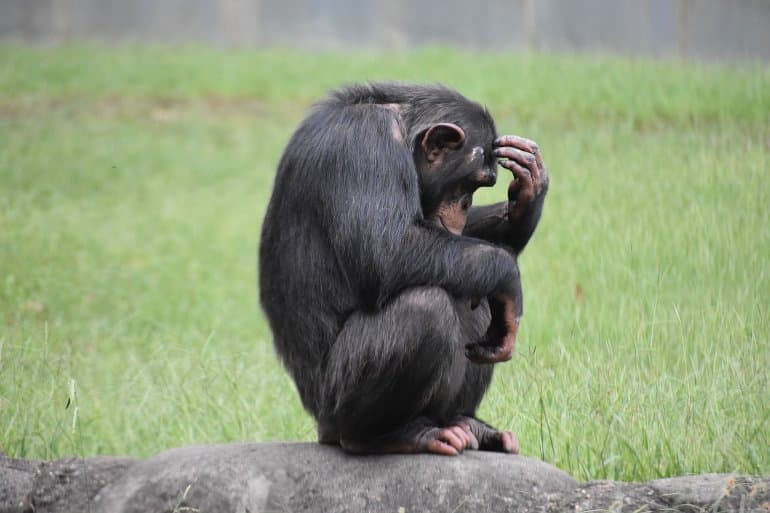 Pitt_Brain's tweet card. Move over humans, monkeys can think deeply too! A novel study has shown that monkeys are capable of careful decision-making by considering costs, consequences, and constraints. Findings reveal our...