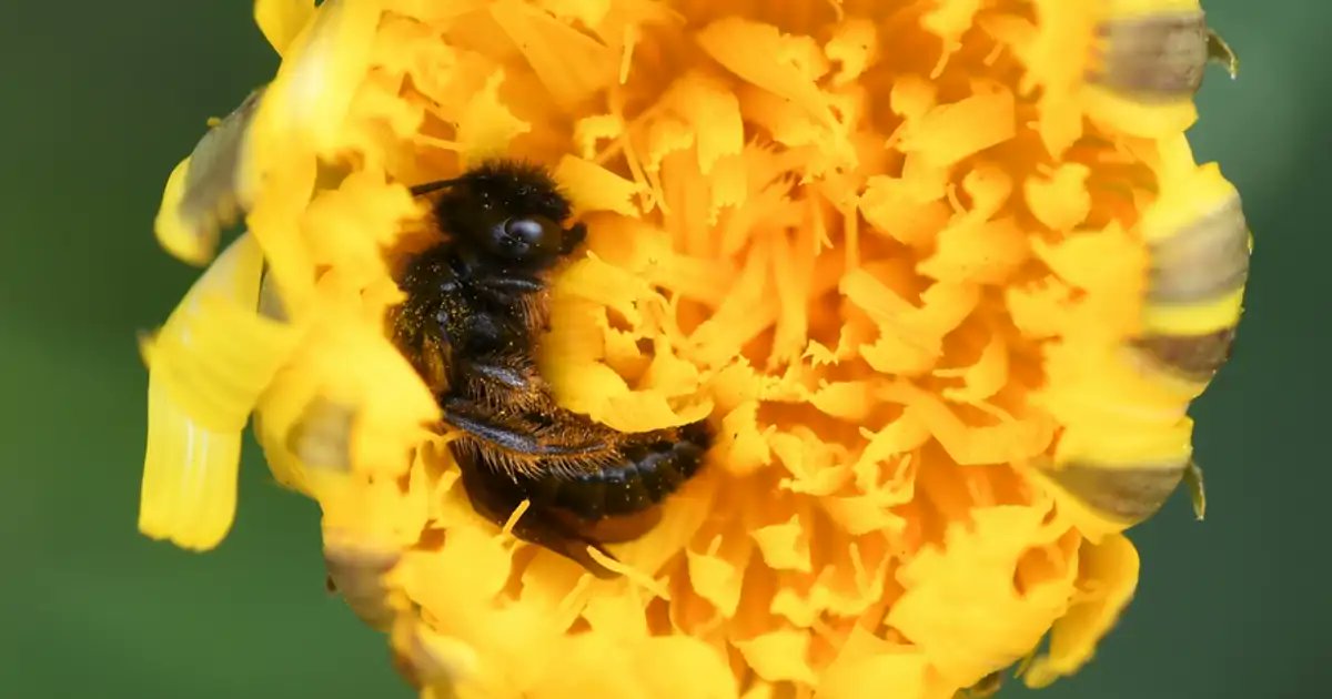 pupating's tweet card. Las abejas también necesitan dormir para sobrevivir, pero sus patrones de sueño son todavía un misterio. Los científicos han documentado que duermen tanto en los nidos como entre los pétalos de las...