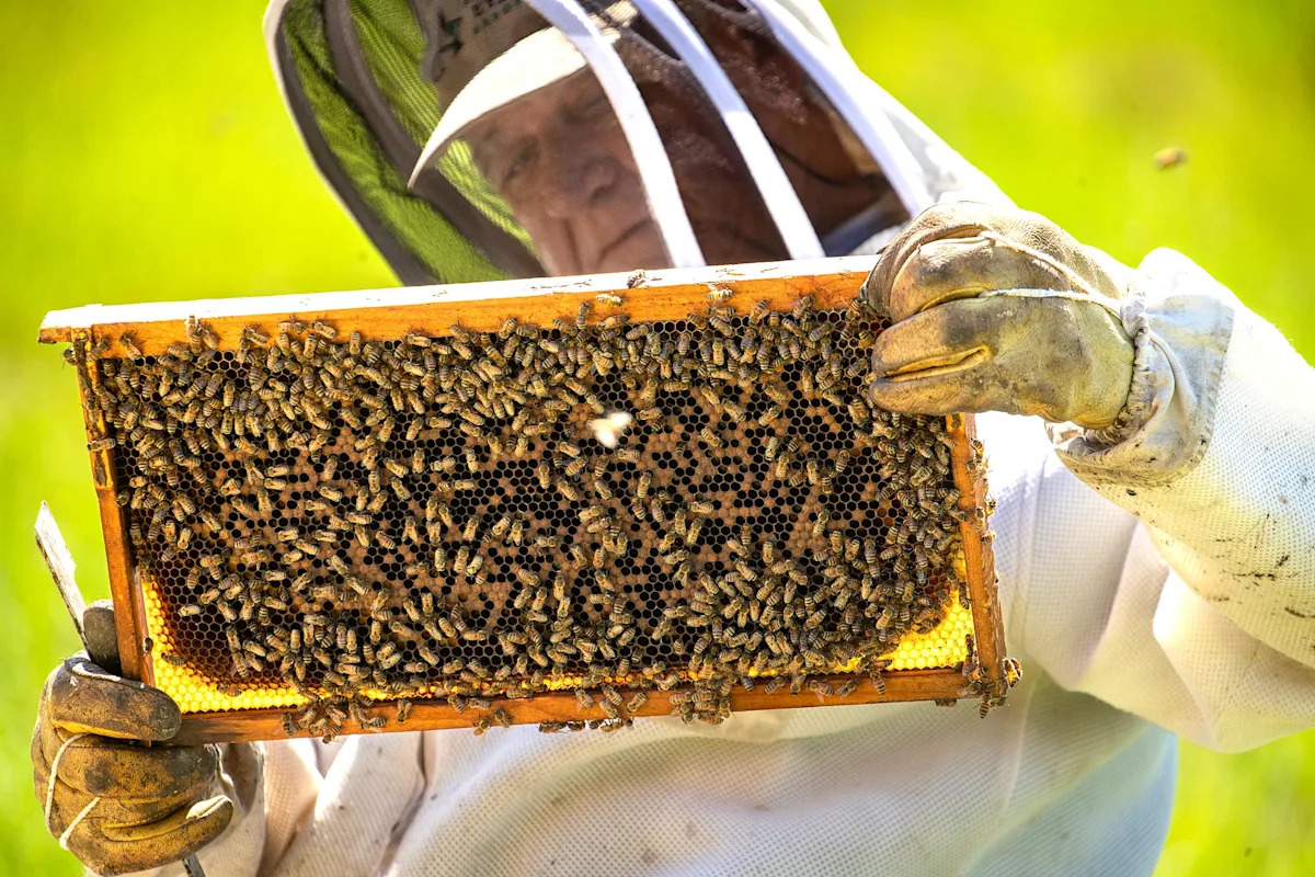 TheKeystoneCtr's tweet card. USDA blames virus spreading mite for 60% loss of bee colonies, among other stressors. About 80% of food crops in U.S. relies on pollination by bees.