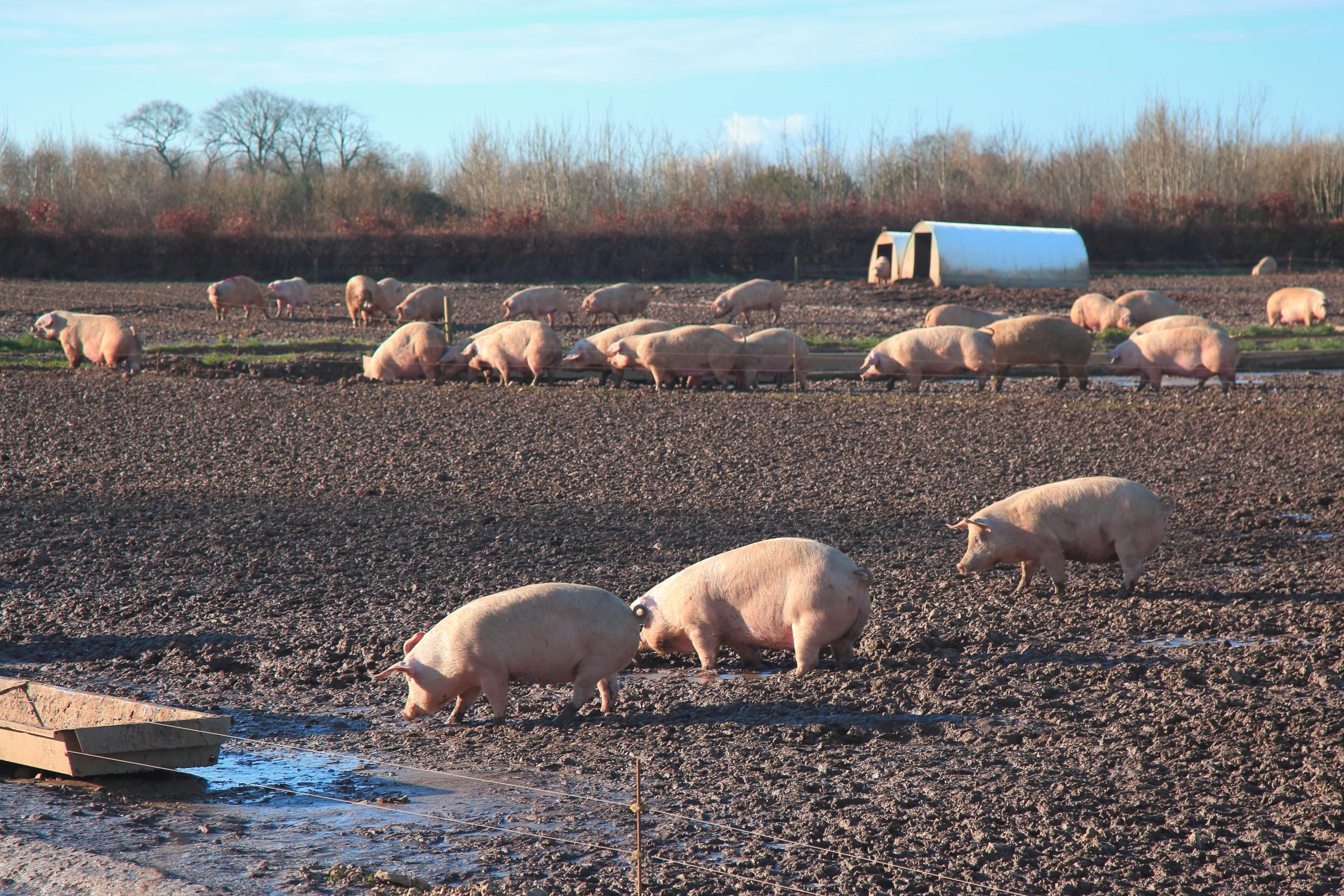 scottishfarmer's tweet card. Red Tractor is pressing ahead with plans for new outdoor-focused pig production modules, following strong support from the sector.