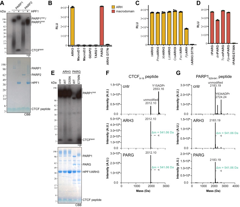 IvanAhelLab's tweet card. ADP-ribosylation is an ancient posttranslational modification with exceptional versatility in terms of breadth of modification targets including at least seven different amino acid side chains,...