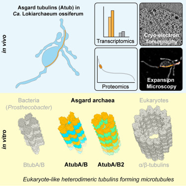 syncellbiolab's tweet card. Discovery of heterodimeric, microtubule-forming tubulins in Asgard archaea, the closest known relatives of eukaryotes, reveals snapshots of microtubule evolution.