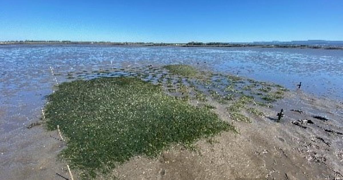 lawt_d's tweet card. Scientists evaluated the feasibility and effectiveness of using seagrass meadows as an innovative nature-based solution to accelerate the recovery of degraded estuarine systems.