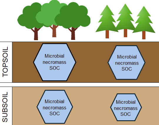 FunEcology's tweet card. Veronika Jílková, Miloslav Devetter, Roukaya Al Haj Ishak Al Ali, Roey Angel, Gerrit Angst, Kateřina Jandová, Martin Libra, Josef Starý This is a plain language summary of a Functional Ecology rese…