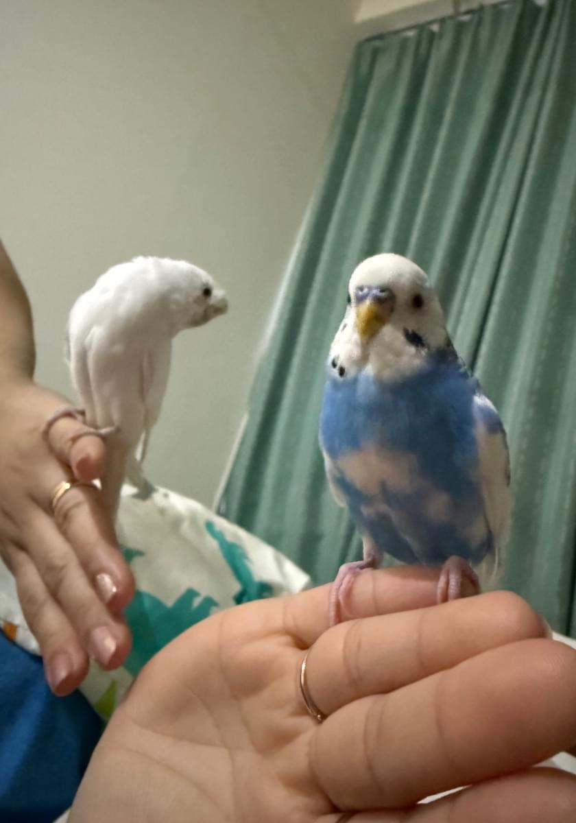 Hocchama's tweet card. 2025/7/27、神奈川県 平塚市河内で迷子になった鳥のそらちゃんです。目撃、保護、似た鳥を拾って育ててる方はご連絡下さい。