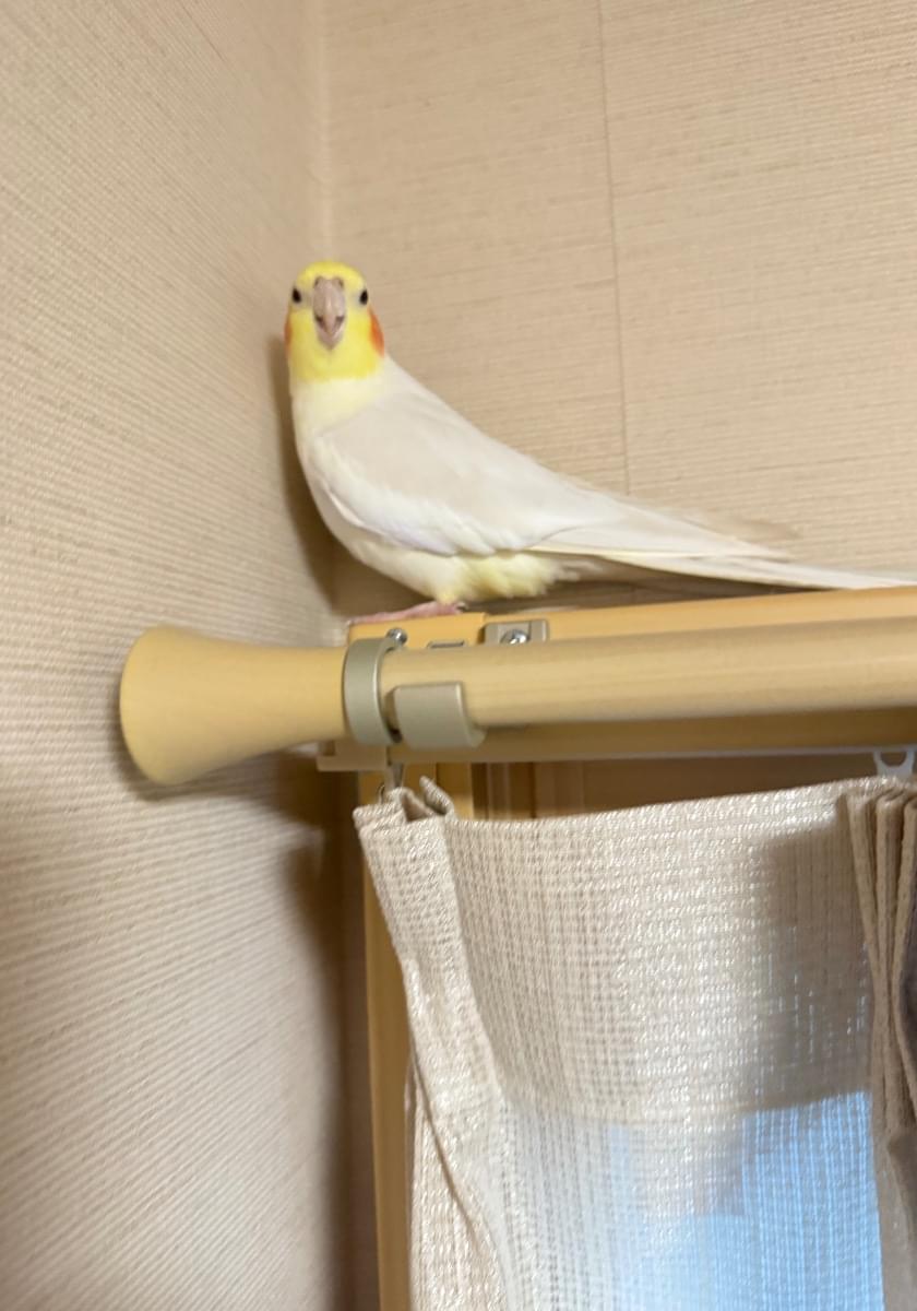 Hocchama's tweet card. 2025/7/27、滋賀県 野洲市河川敷で迷子になった鳥のメープルちゃんです。目撃、保護、似た鳥を拾って育ててる方はご連絡下さい。
