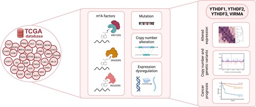 Destefanis_E's tweet card. Abstract. N6-Methyladenosine (m6A) is the most abundant internal modification in mRNAs. Despite accumulating evidence for the profound impact of m6A on can