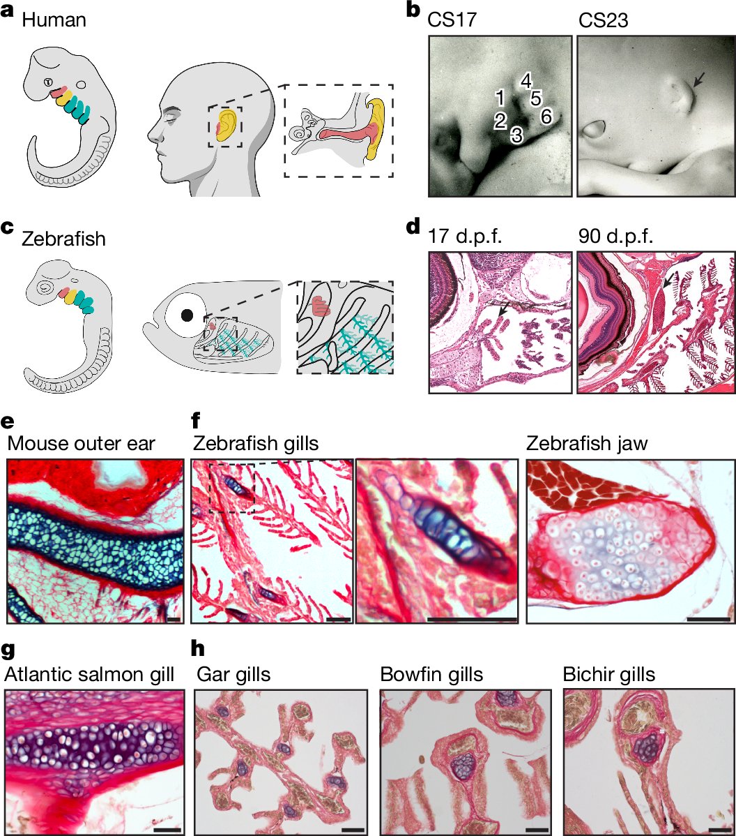 CrumpLab's tweet card. Nature - A study on the evolutionary origin of the mammalian outer ear finds that it shares genetic programs with the gills of fishes and amphibians, indicating that elements of an ancestral gill...