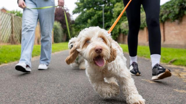 fone41's tweet card. There are around 8.5 million dogs in the UK and as any owner knows they need regular exercise. Of course, this has added benefits because it forces owners to engage in some physical exercise themse…