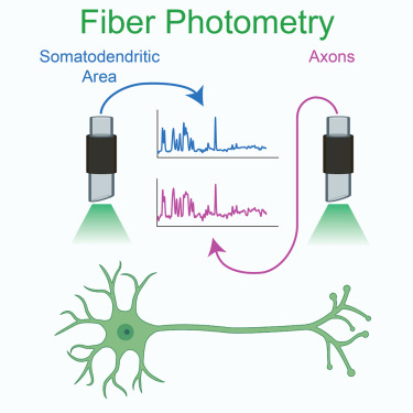 GoldbergLab's tweet card. Calcium photometry is a popular technique for recording neural activity, yet it can reflect other biological events—not just action-potential firing. Lipton et al. show that the somato-dendritic...