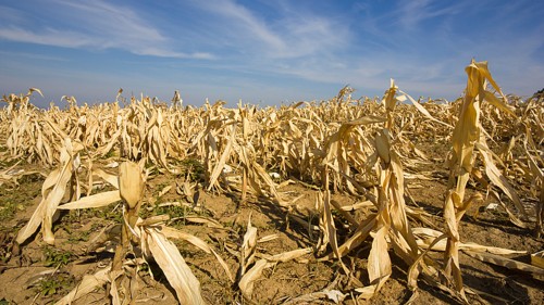 mikeflannigan's tweet card. On this page, we highlight articles that improve our understanding of the impacts of anthropogenic climate change on the environmental conditions, ecology, ...