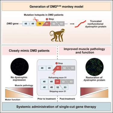LabTakei's tweet card. Bai et al. establish a rhesus monkey model for DMD with exon 50 mutations, closely mimicking human pathology. Using this model, they develop and evaluate a single-cut gene therapy targeting exon 51...