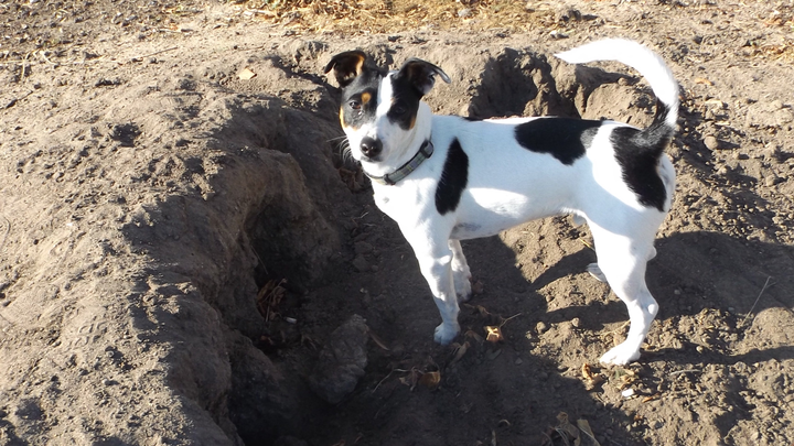 TankVaxxed's tweet card. My name is Linda and my Jack Russell, was attacked last Friday, the Fourth of July… Linda Langdon needs your support for Help Hamish recover from a dog attack