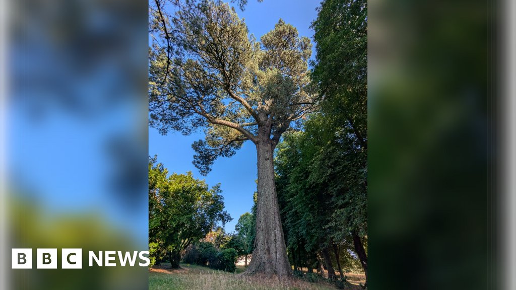 BBCSpotlight's tweet card. The National Trust says the large Monterey pine tree at Saltram estate cannot be saved.