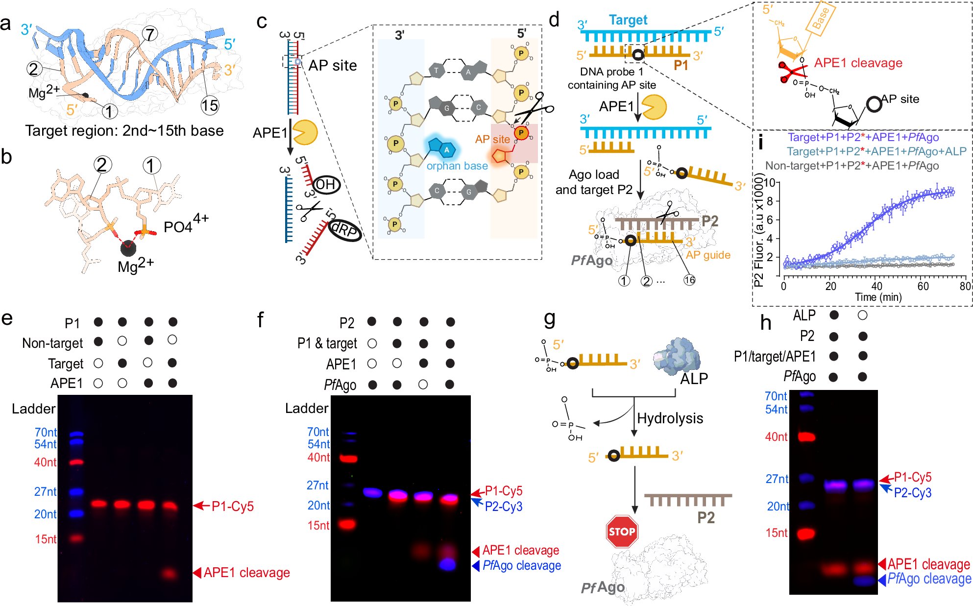 ResearchFoS's tweet card. Nature Communications - Rapid detection of diverse biomarkers is crucial for public health. Here, the authors develop NAPTUNE, a versatile platform that identifies multiple nucleic acids and...