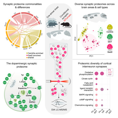 LabMotori's tweet card. Systematic analysis unveils the diversity of synaptic proteomes and their organization, showcasing ∼1,800 unique synapse-enriched proteins, common synaptic modules, and specialized proteomic hotspots...
