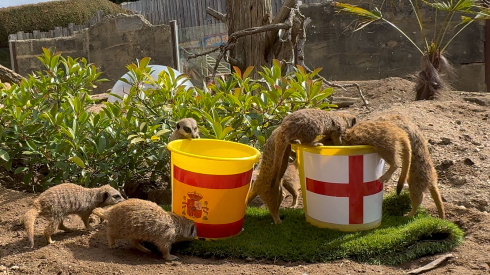 itvmeridian's tweet card. The meerkats were given a choice between two identical snack buckets, each marked with the flag of a finalist. | ITV News Meridian