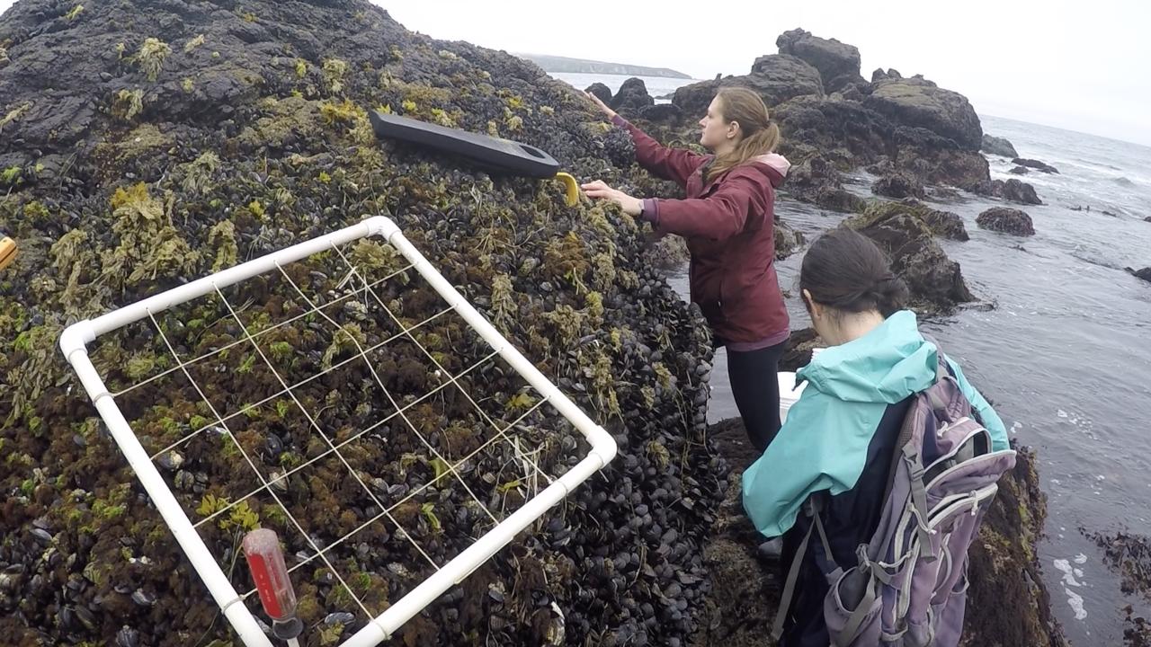 UCDavis_Egghead's tweet card. A mussel bed in northern California is as healthy and biodiverse as it was about 80 years ago, when two young students surveyed it shortly before one was sent to fight in World War II, finds a new UC...