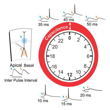 CircadianClocks's tweet card. Severin et al. describe time-of-day changes in membrane capacitance in excitatory neurons from the visual cortex and hippocampus. Membrane capacitance is usually stable. These daily variations could...
