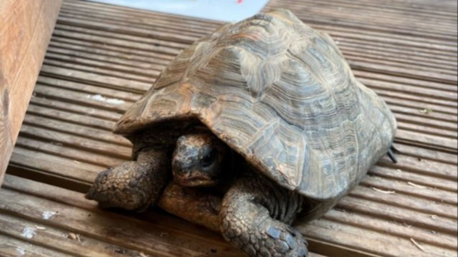 itvmeridian's tweet card. Sussex Police said someone broke into an outbuilding in Hassocks and stole the 35-year-old tortoise and its house. | ITV News Meridian