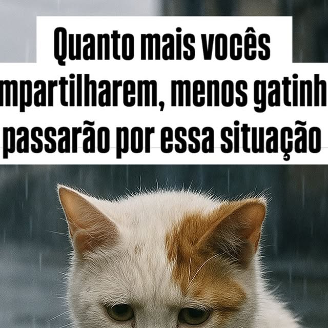 neusadel's tweet card. Nan Mello (@filhinhosfelinos) • Instagram photo