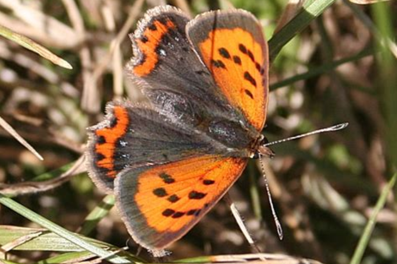 alloatiser's tweet card. An education-centred event is getting ready to take place involving butterflies.