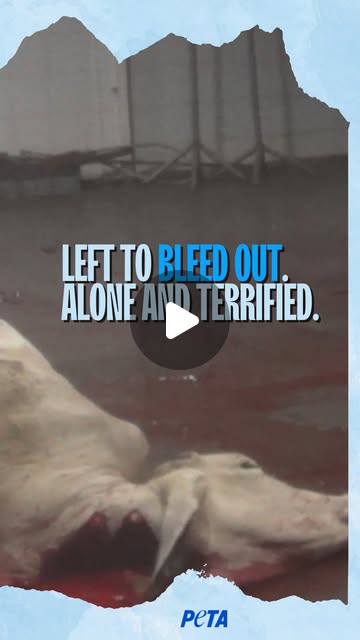 HelpMarco's tweet card. PETA UK (@petauk) • Instagram reel