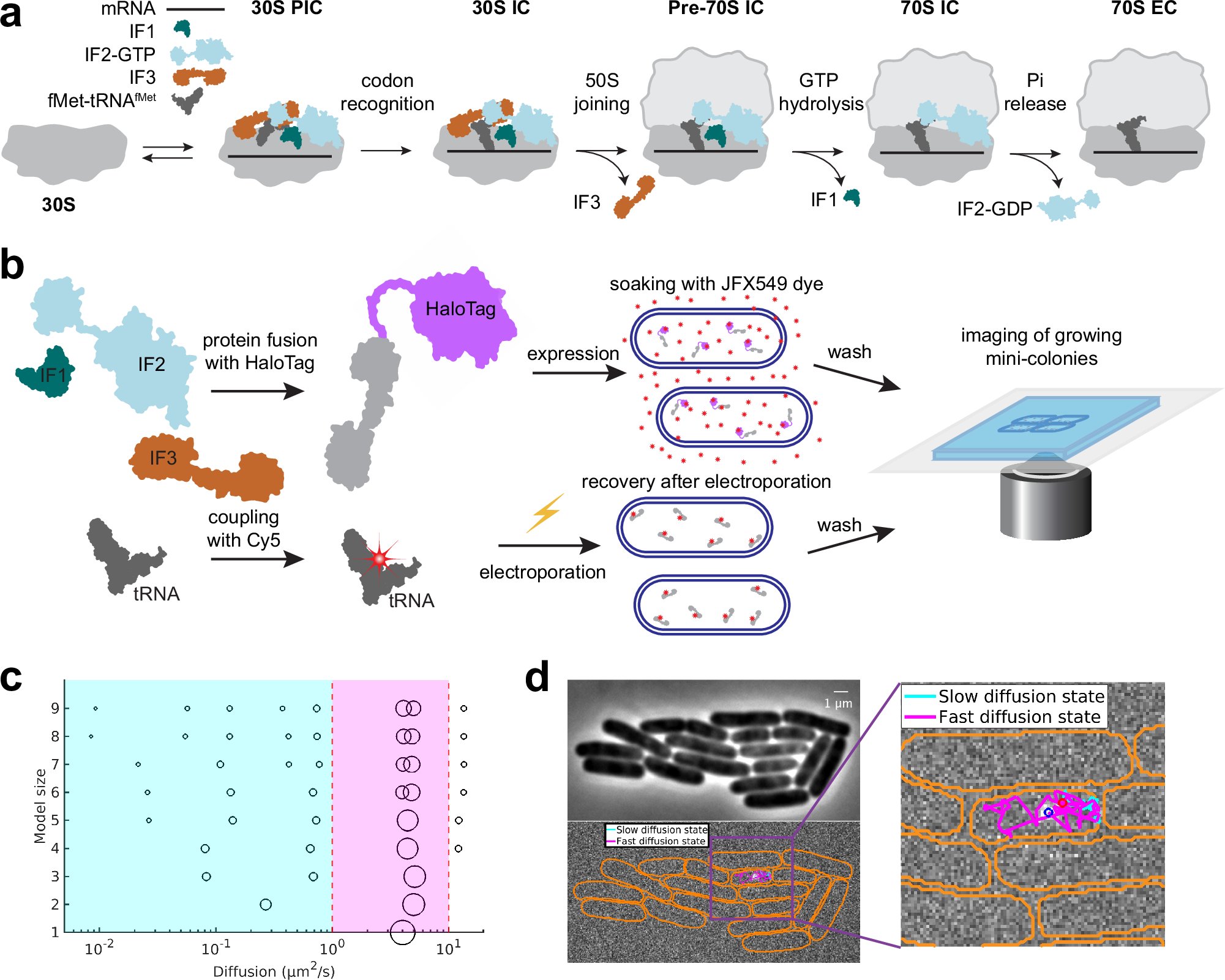AdrienChauvier's tweet card. Nature Communications - The in vivo dynamics of bacterial translation initiation has remained unexplored. Here, the authors measured ribosome binding kinetics of the key factors directly inside...
