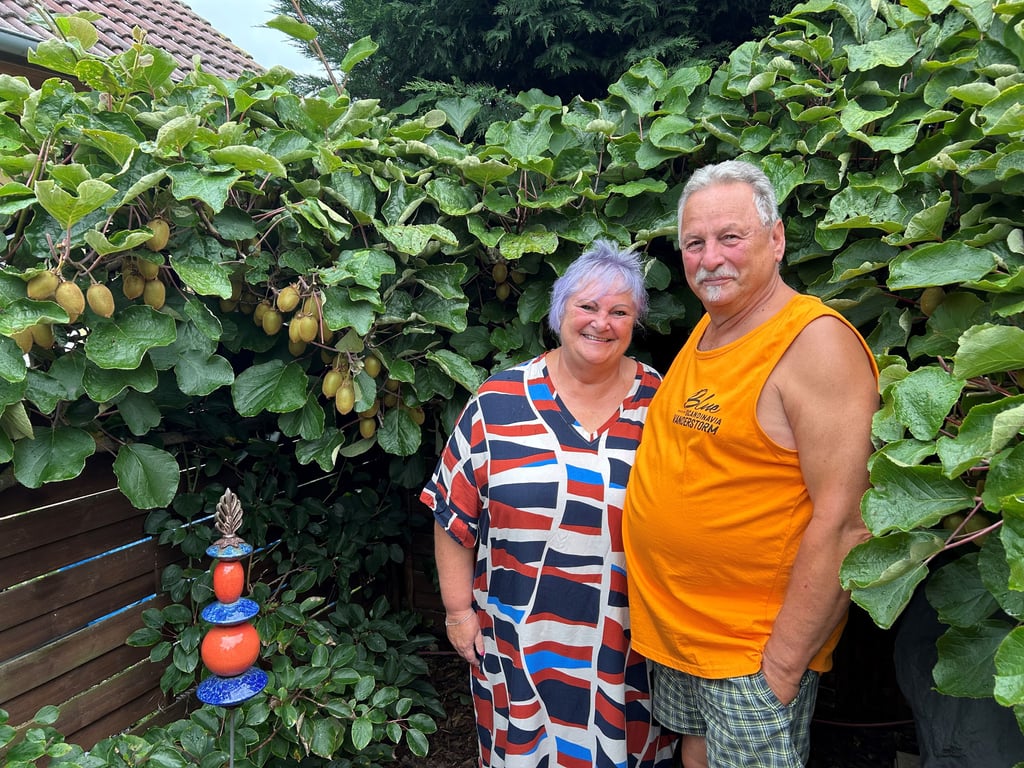 Volksstimme's tweet card. Das Magdeburger Ehepaar Anette und Uwe Schütze ernten jedes Jahr über 300 Kiwis aus ihrem eigenen Garten. Sie haben eine besondere Methode, wie die Früchte schneller reifen, wenn die Sonne fehlt.