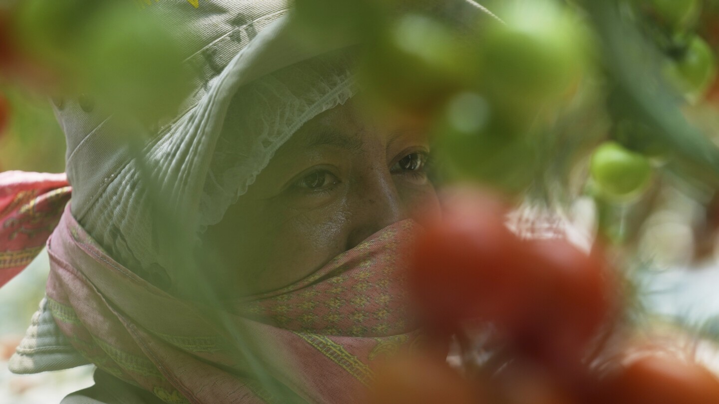 EAnthonyWayne's tweet card. The Trump administration's 17% duty on fresh tomatoes imported from Mexico is creating challenges for the country that supplies the most tomatoes to U.S. consumers.