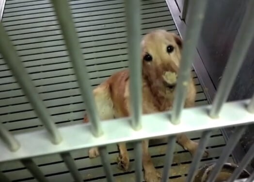 Morrismunch's tweet card. Video footage exposes the horrors at Texas A&M University and a French laboratory where dogs are bred to have muscular dystrophy.