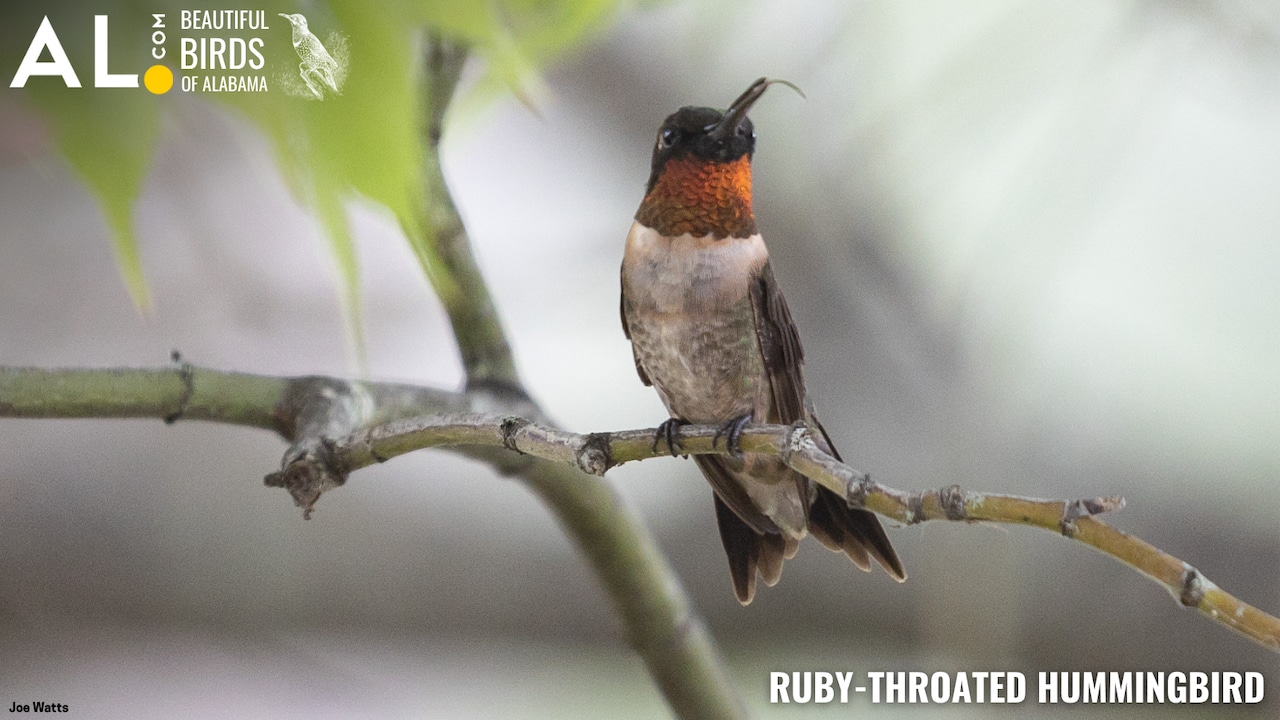 ALcomBirmingham's tweet card. These tiny birds breed in Alabama, then make their way to Central America for the winter.
