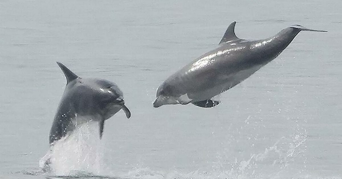 WaltonBob's tweet card. A 'superpod' of dolphins are giving Scarborough a tourism boost. They are easy to spot being the largest in the world, with extra blubber that keeps them warm in the north