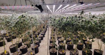 Mackewich's tweet card. The Oklahoma Bureau of Narcotics seized 7,531 plants and 571 pounds of processed marijuana while serving a search warrant at an illegal grow in Sand Springs.