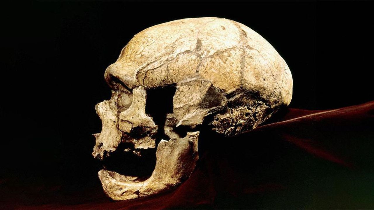 BrainPaleo's tweet card. PaleoBrain, un projet pluridisciplinaire au long cours mené par le musée de l'Homme, permet de reconstituer en 3D le cerveau de nos lointains ancêtres. Après celui de Cro-Magnon, qui était un Homo...