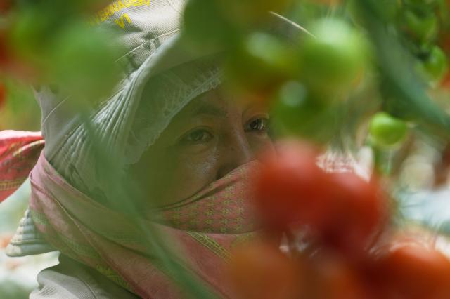 ChiTribBiz's tweet card. The Trump administration’s decision to impose a 17% duty on fresh tomatoes imported from Mexico has created a dilemma for the country providing more tomatoes to U.S. consumers than any other.