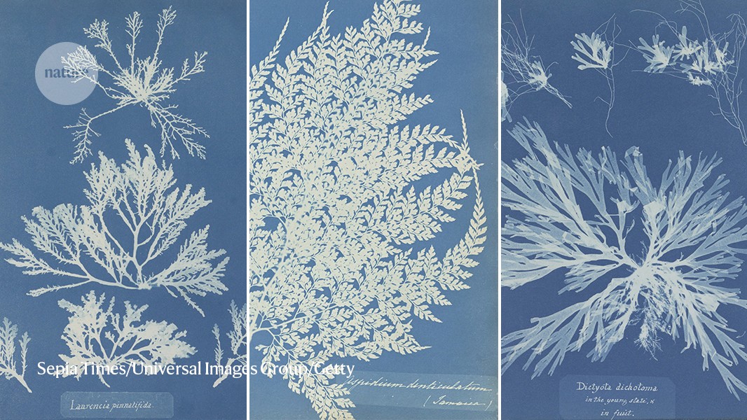 alisonlritchie's tweet card. Nature - A compilation of 550 original plates reveals the dedicated work of the nineteenth-century woman who was the first to publish a book with cyanotypes of specimens.